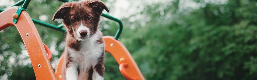 Pet Care near Highland, MI